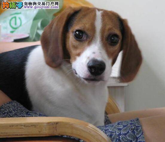 挑选秘籍教你如何挑选到称心如意的比格犬