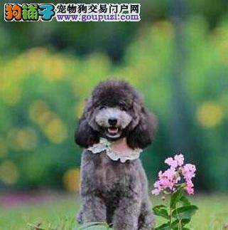 贵宾犬骨折、出血的处理办法