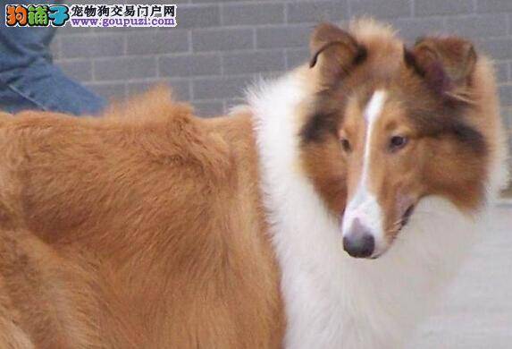 怎样梳理苏格兰纳牧羊犬的毛发 两点要做到位