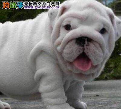 三个多月的斗牛犬不喜欢梳理毛发怎么办