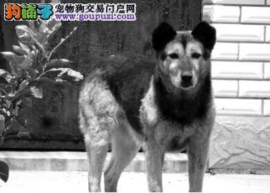 家犬智斗拱地小野猪 获胜后与主人凯旋归来