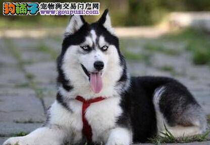 饲养攻略 如何照顾阿拉斯加雪橇犬更健康