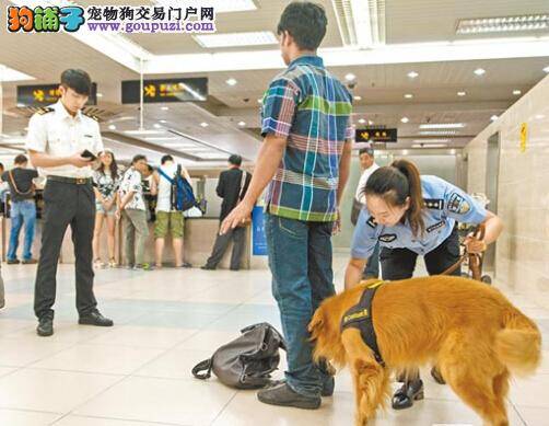 神奇缉毒犬破案数起名气高 贡献大待遇好