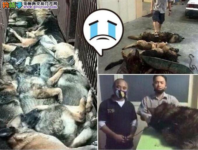 合约完结，科威特美资保安公司杀40狼狗