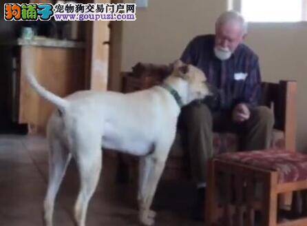 侦爆犬出勤巡视桃园机场 安保升级保证旅客安全