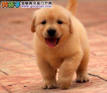 金毛犬一天吃好几个鸡蛋好不好