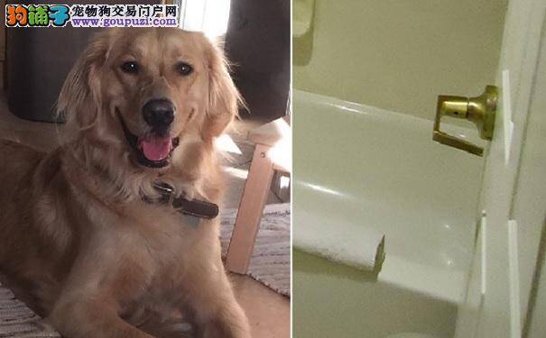 主人回家见狗狗表现古怪 跟着它查看浴缸不敢相信眼睛