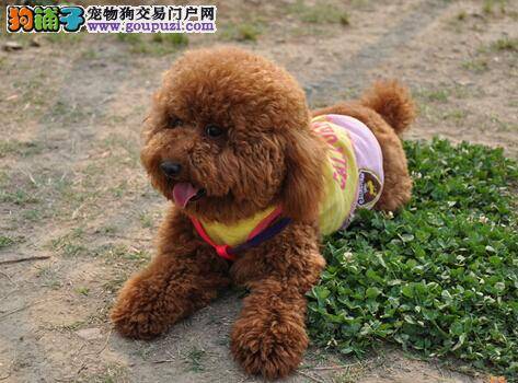 有哪些症状和表现的贵宾犬不适宜购买