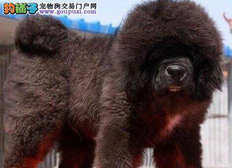 藏獒没精神，不吃东西肚子叫是怎么了