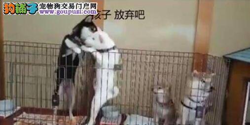 超萌小柴犬轻松翻墙，让原本反对的家人瞬间傻眼