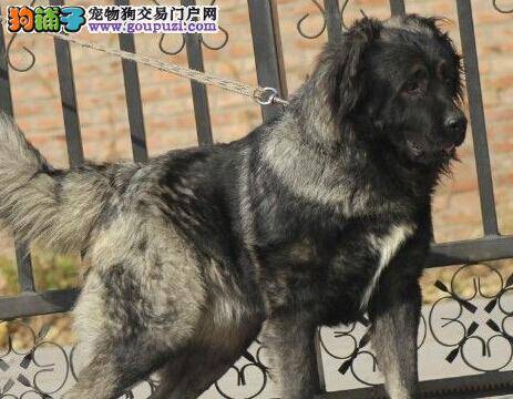 狗狗营养百科大全 怎样照顾两个月的高加索犬