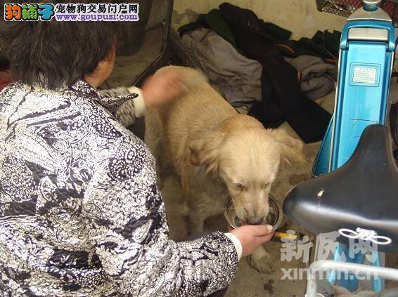 金毛犬与主人分离数十小时拒绝进食