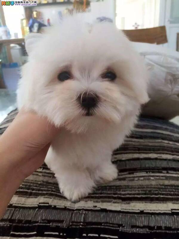 不能让马尔济斯犬吃生肉的原因