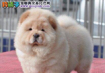 选购松狮犬时要明确的几点事项