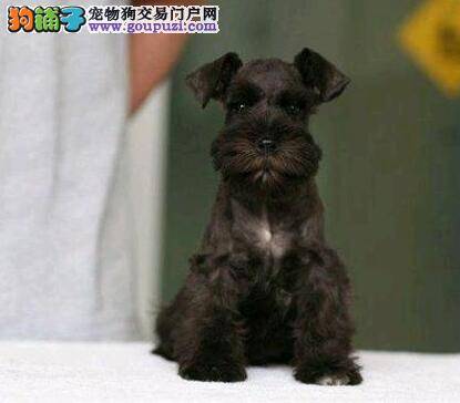 如何解决雪纳瑞毛发打结问题