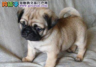 大白熊犬吃狗粮后吐了这与狗粮有关系吗
