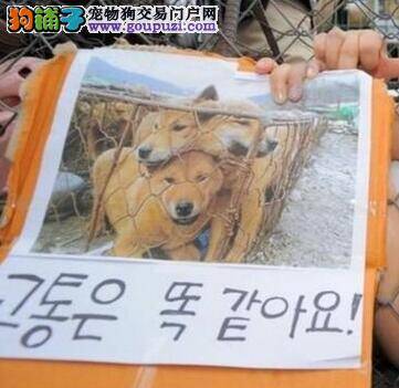 韩国一家狗肉市场被禁止屠宰狗
