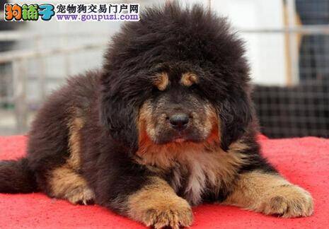 关爱新生命 藏獒的难产与救助方法