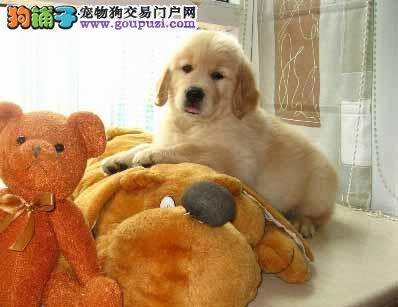 金毛犬不知道怎么回事，吃什么吐什么