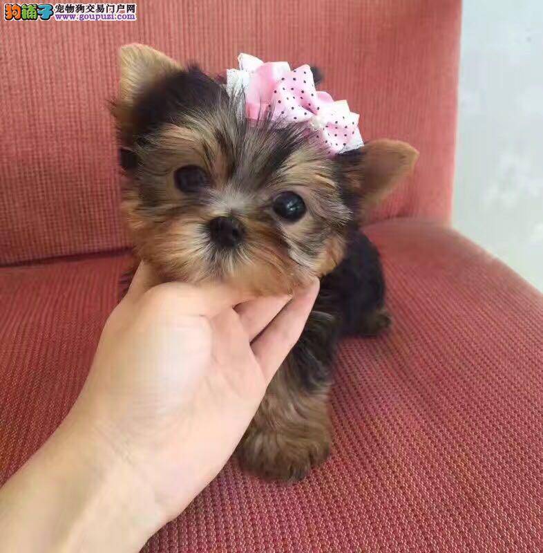 约克夏结膜炎眼白发红用什么药治疗