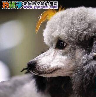 “狗狗向前冲”节目登陆内地 众狗在琶洲参加宠博会