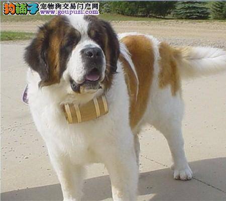 圣伯纳犬喝牛奶后吐了，不吃东西没事吧