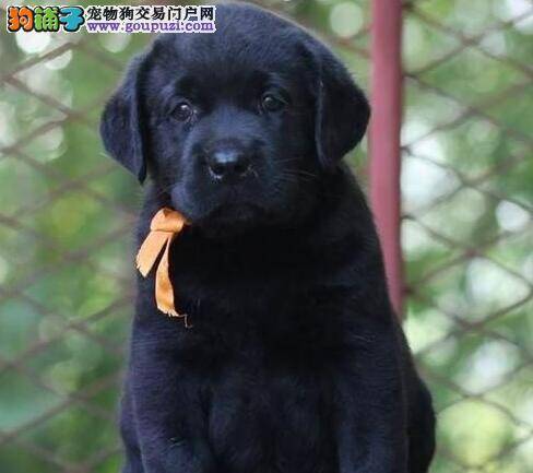 我家拉布拉多犬后腿不由自主的抽搐是为什么