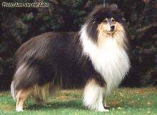 如何缓解苏格兰牧羊犬便秘问题