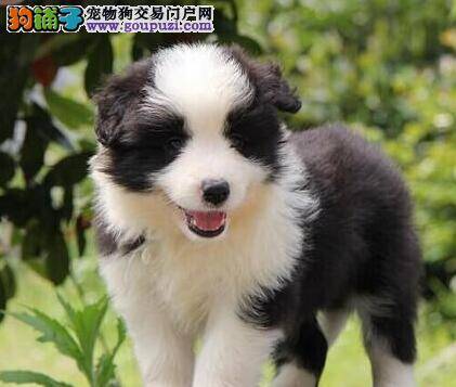 边境牧羊犬总喜欢扑人，请帮帮我