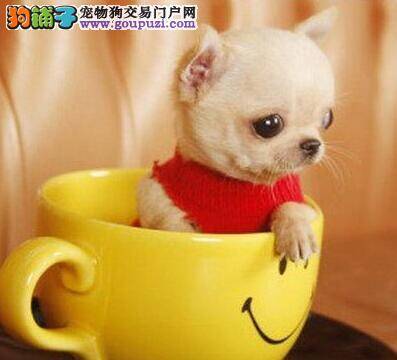 吉娃娃身上出现螨虫该怎样根治