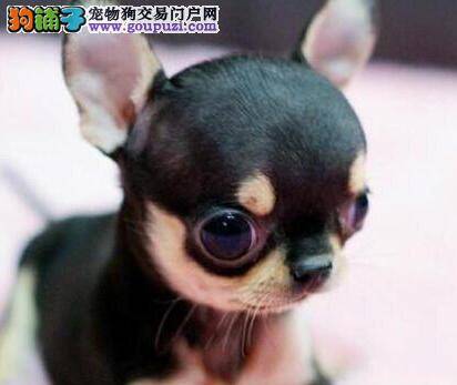 吉娃娃的耳朵里有螨虫怎么办，求解答