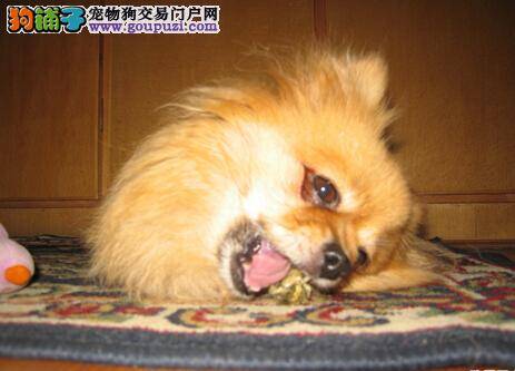 解析宠物与健康 饲养博美犬会被传染疾病么