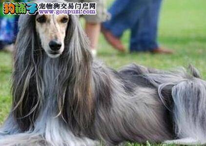 护理一本通 阿富汗猎犬患上四大牙疾应如何是好