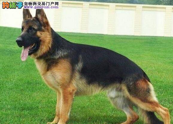 如何挑選德国牧羊犬幼犬