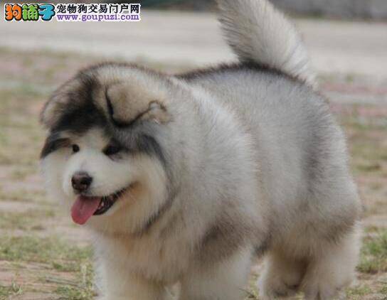 阿拉斯加雪橇犬在训练中应该持有怎样的态度