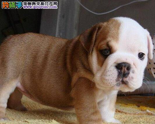 科学饮食大全集 斗牛犬不吃饭的三大原因