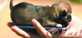 世界最袖珍犬：出生时只有勺匙大小