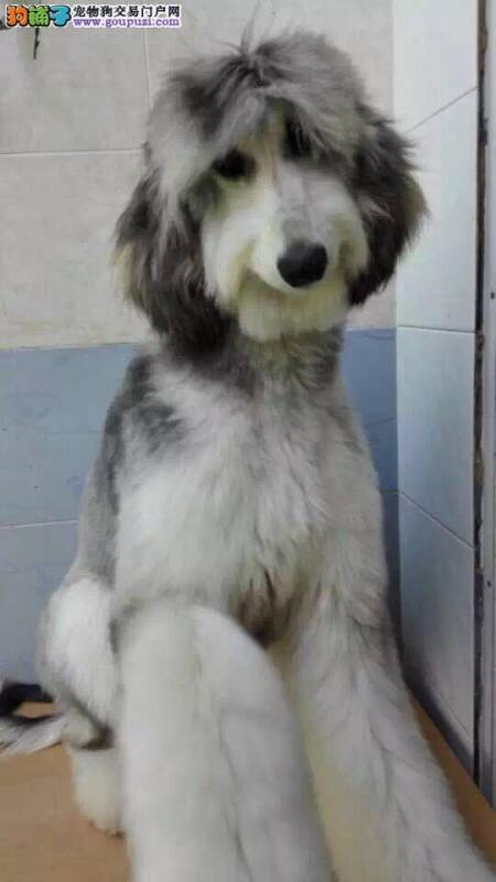 阿富汗猎犬体重偏瘦，不吃饭是怎么了