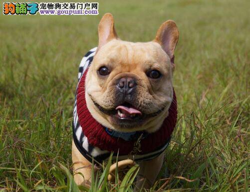 法国斗牛犬(French Bulldog)，逗趣的脸庞是显著特征