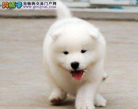 两个月的萨摩耶不吃泡软的狗粮怎么办