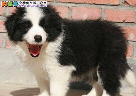 怎样让边境牧羊犬的食欲渐渐的得到提高