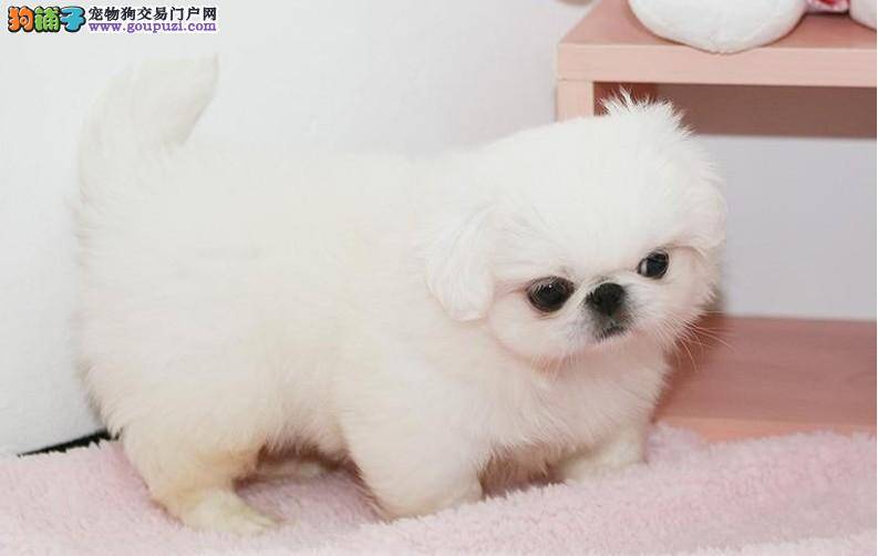 京巴犬什么时候可以驱虫，求解答