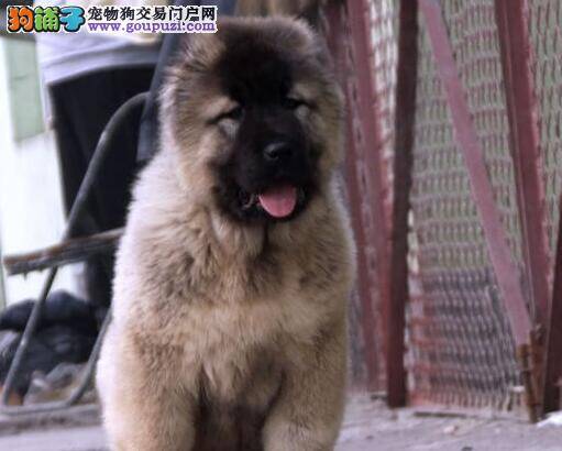 高加索犬已经好几天不吃东西了怎么办