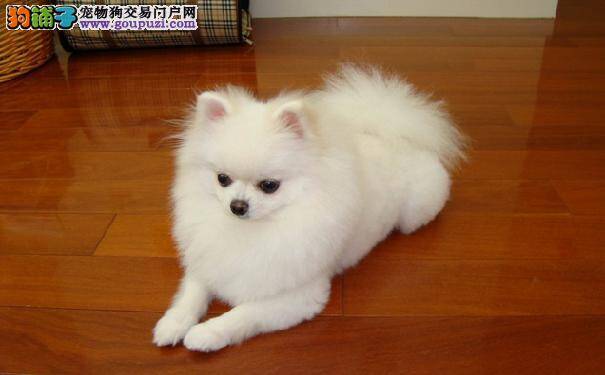 博美犬常见的疾病 预防常识需了解