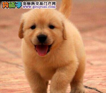 关于购买金毛犬的几点心得体会