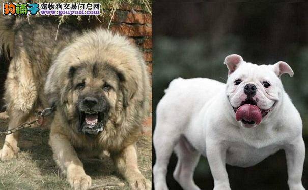 斗牛犬和藏獒哪个厉害 斗牛犬咬合力超强