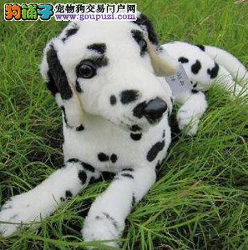 刚出生10天的斑点狗拉黄色稀便没事吧