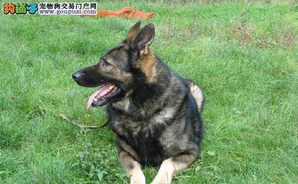 关注昆明犬口腔问题 不注意昆明犬口腔护理的危害