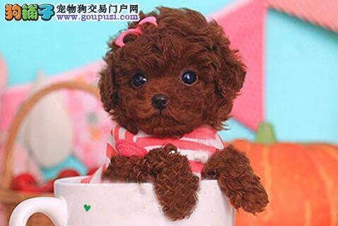 如何在短时间内判断泰迪犬的质量