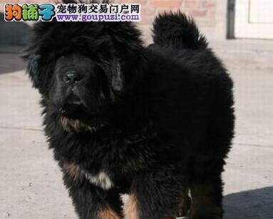 老年期藏獒的饮食规律有哪些